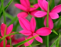 Claret coloured flowers on tall plants